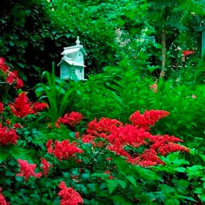Red flowers in a lush garden